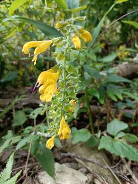 Image of Salvia nipponica Miq.