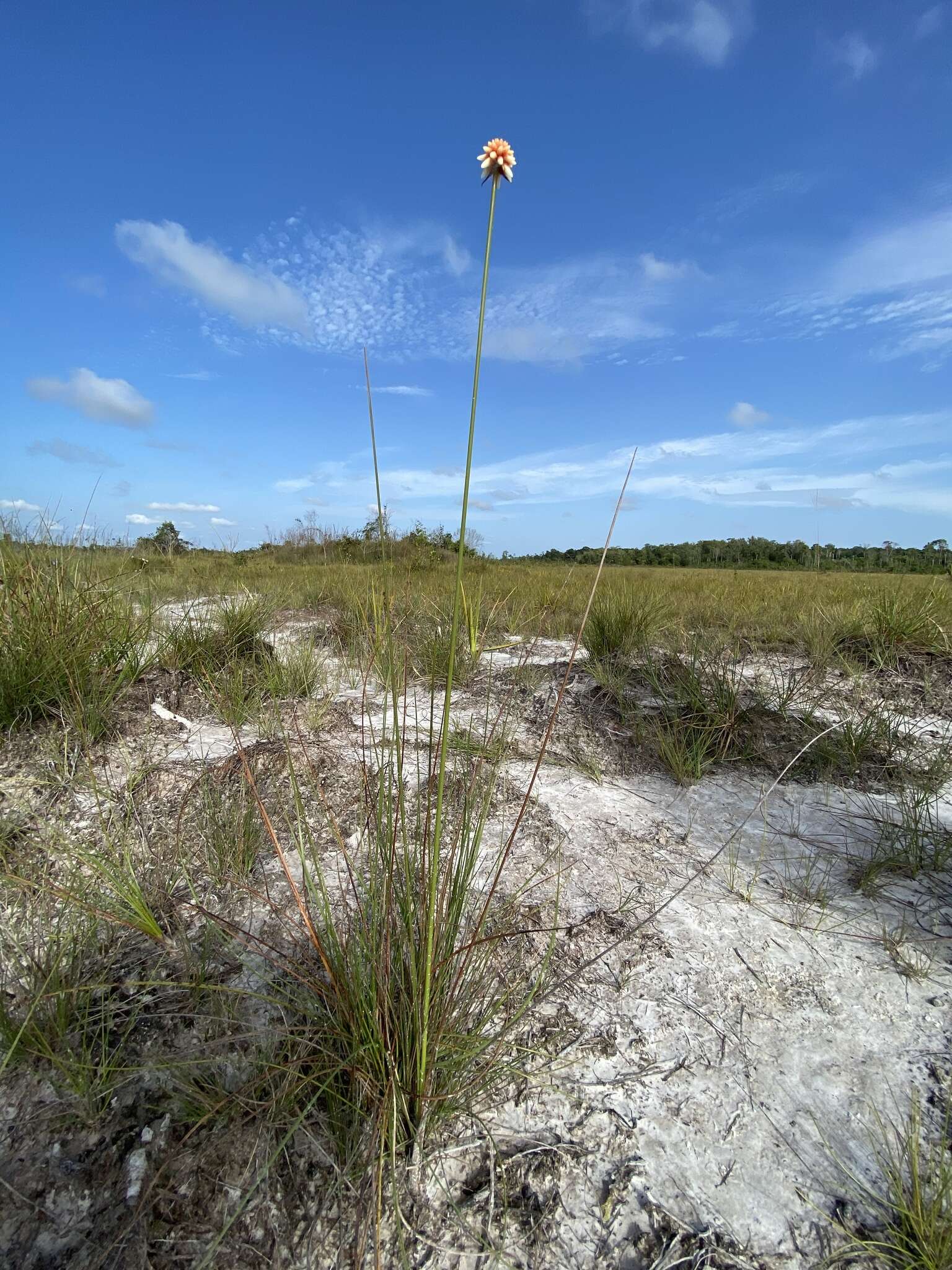 Image of Schoenocephalium teretifolium Maguire