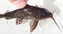 Image de Synodontis macrostoma Skelton & White 1990