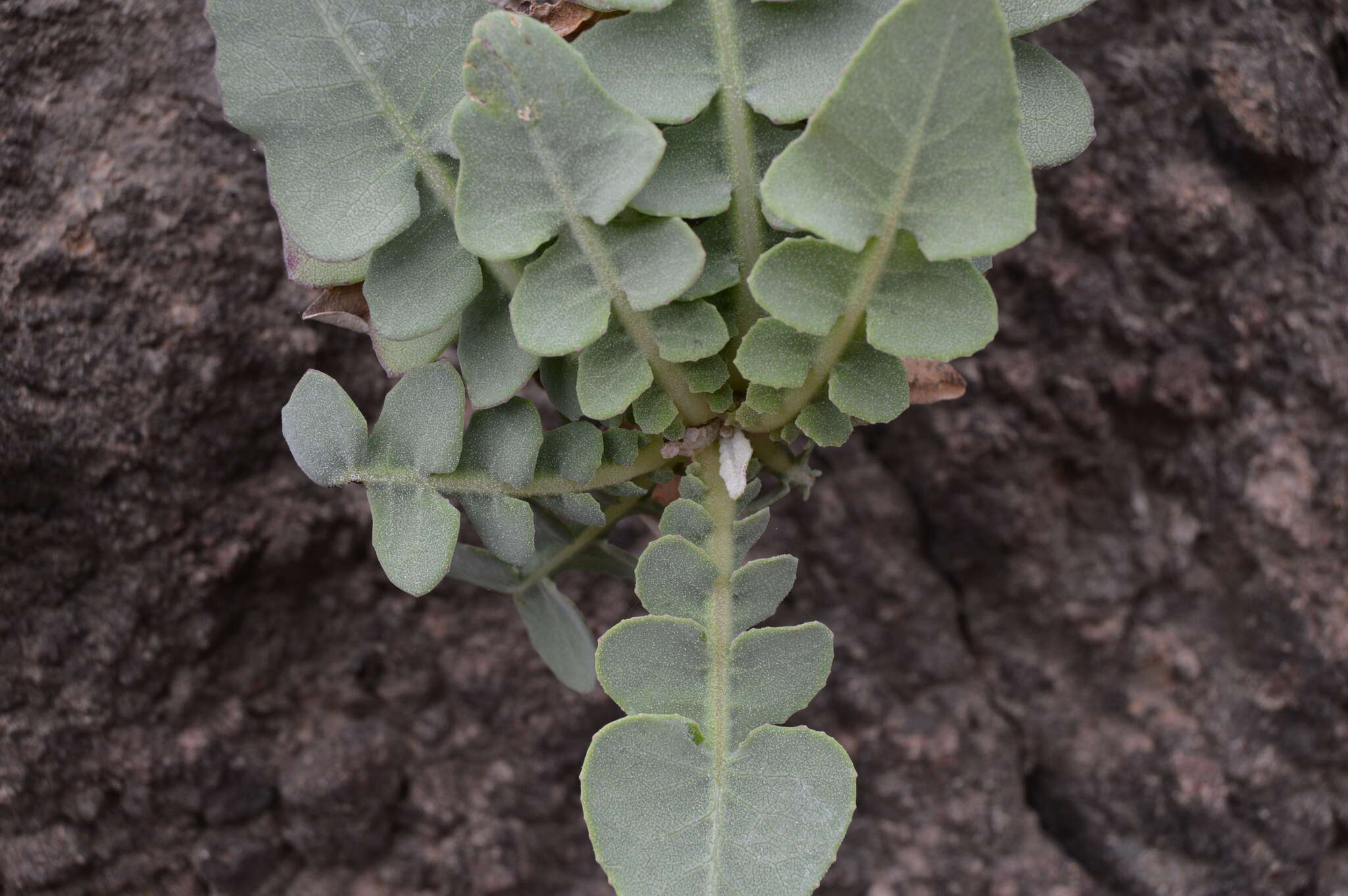 Image of Sonchus radicatus Ait.