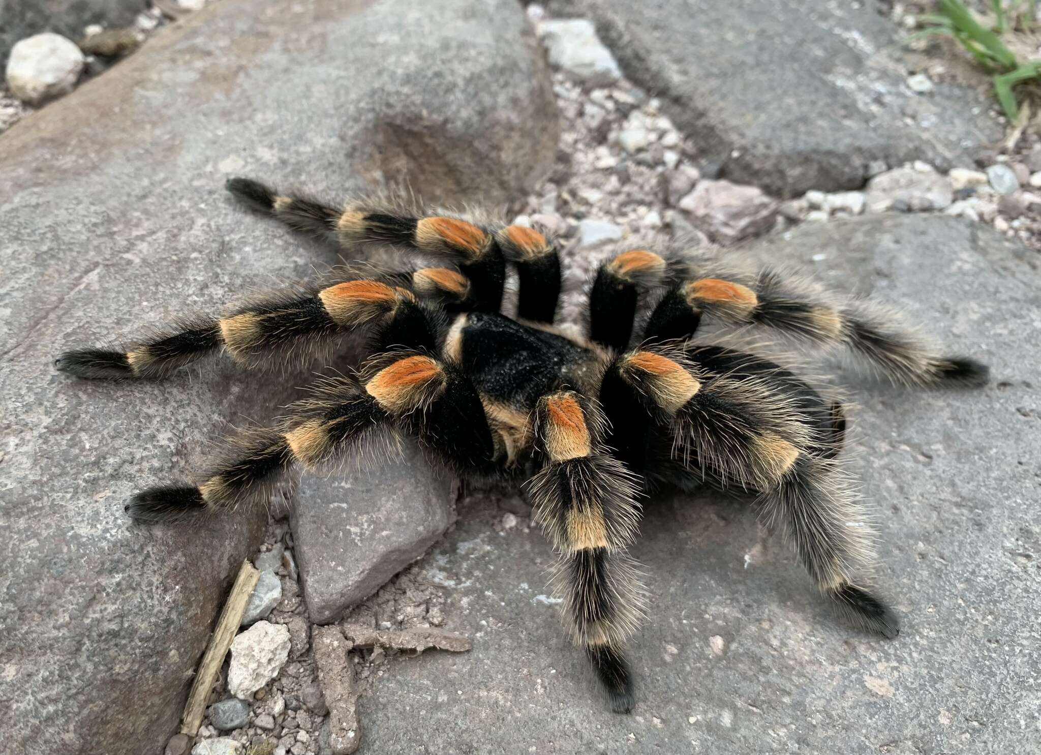 Image of Brachypelma hamorii Tesmoingt, Cleton & Verdez 1997