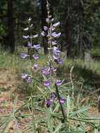 Image de Lupinus caudatus