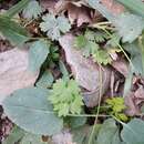 Sivun Ranunculus baidarae Rupr. kuva