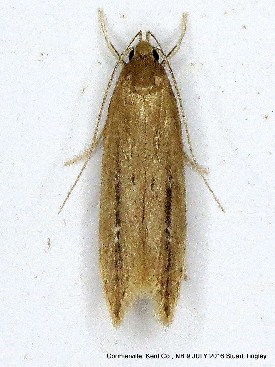 Image of Limnaecia phragmitella Stainton 1851