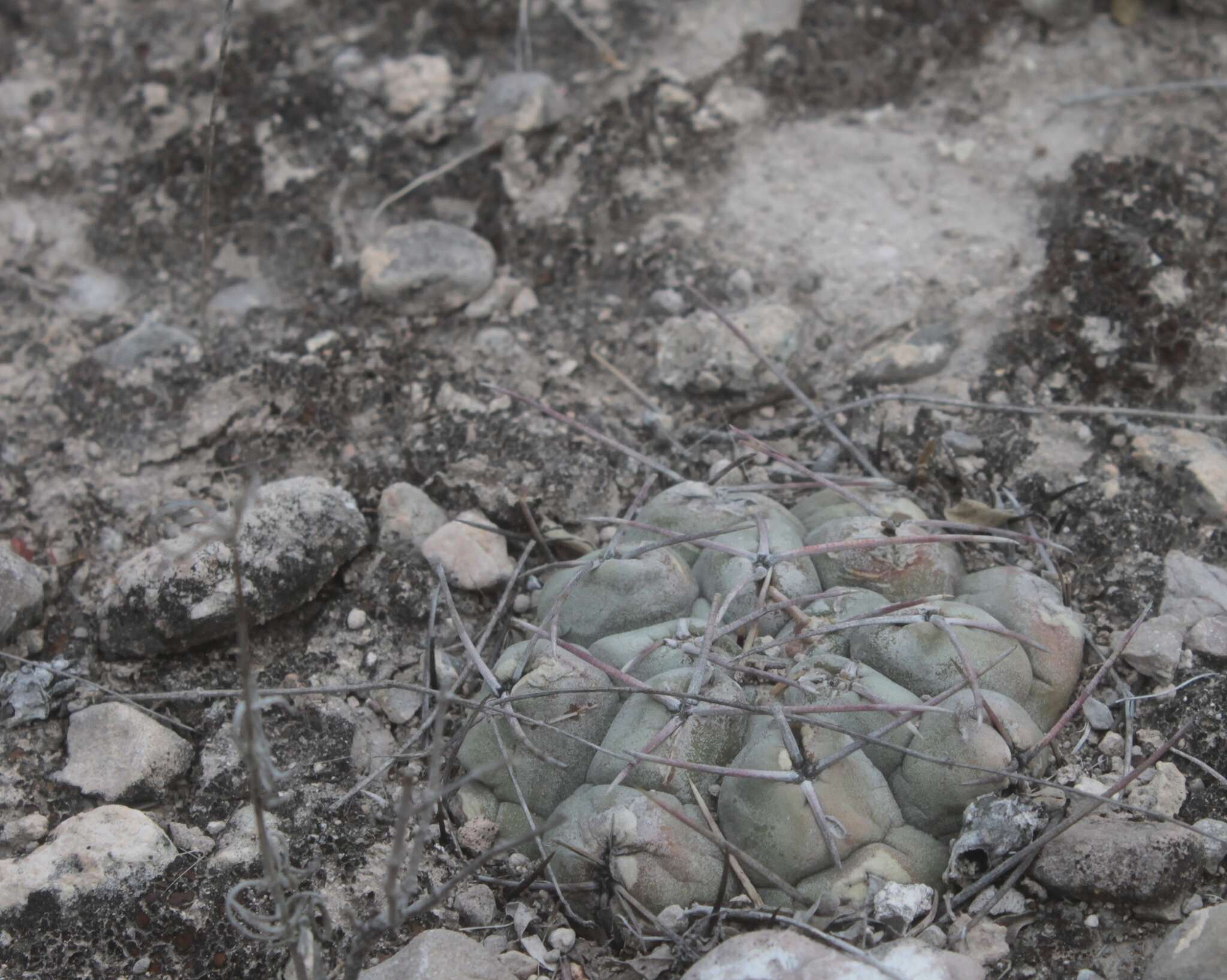 Image of Thelocactus hexaedrophorus subsp. hexaedrophorus