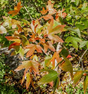 Imagem de Acer grandidentatum var. sinuosum (Rehd.) Little