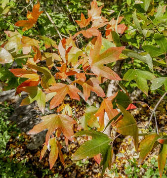 Image of canyon maple