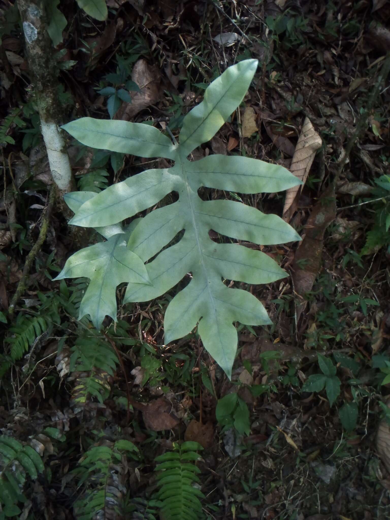 Image of false golden polypody