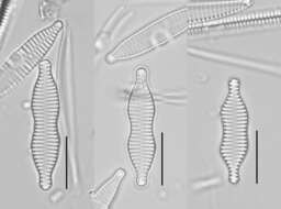 Image of Staurosira binodis