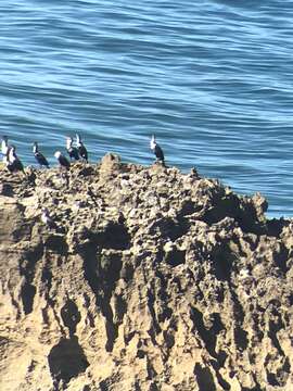 Plancia ëd Phalacrocorax carbo maroccanus Hartert 1906