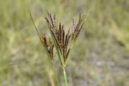 Image of Cyperus rigidifolius Steud.