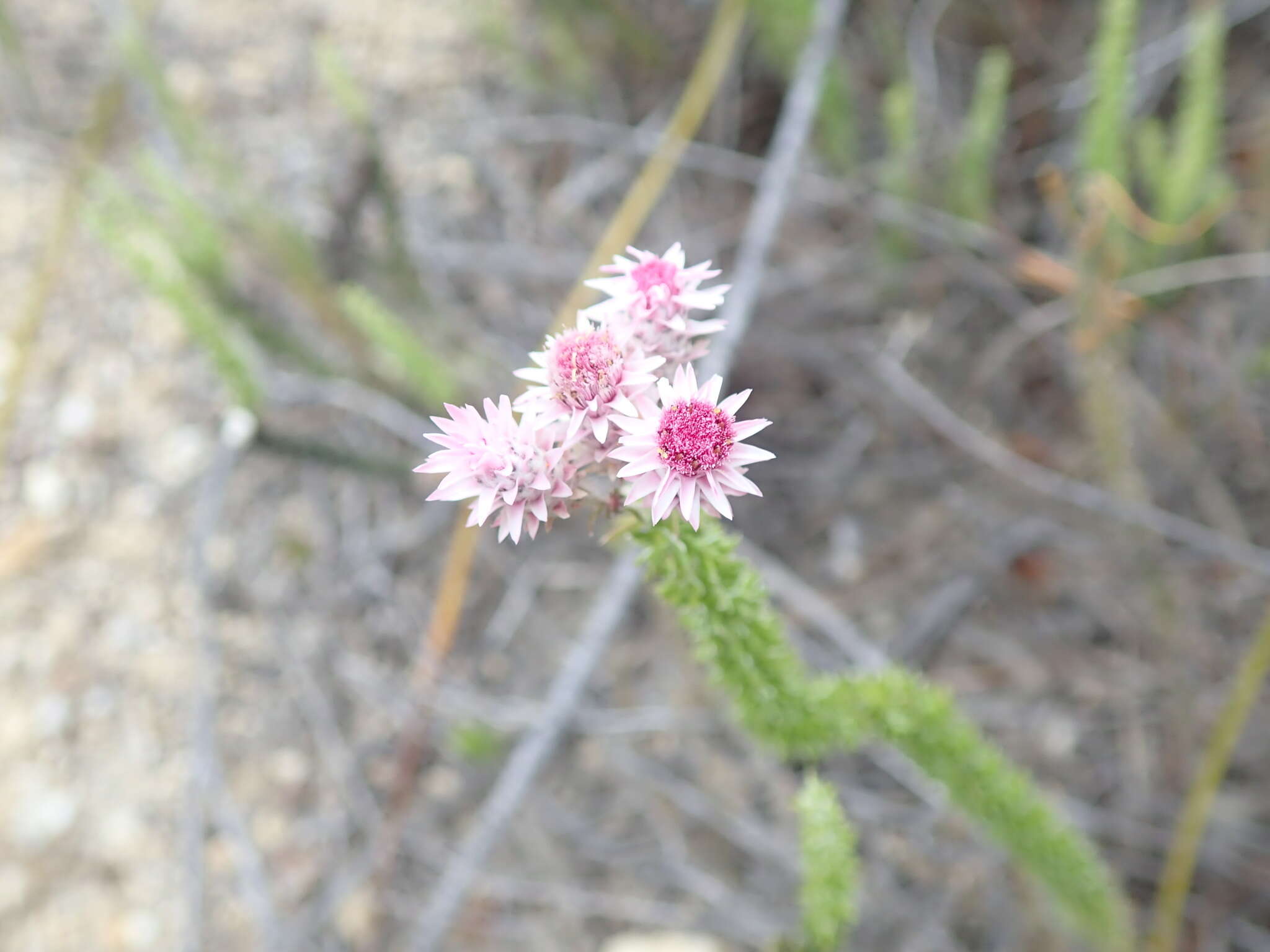 Imagem de Lachnospermum umbellatum (L. fil.) Pillans