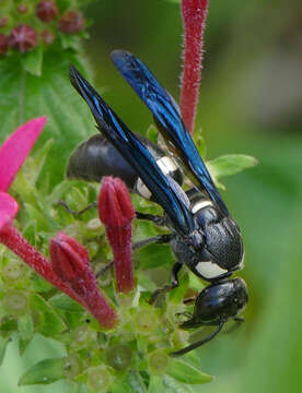 Image of Four-toothed Mason Wasp