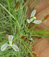 Image of Albuca fastigiata Dryand.