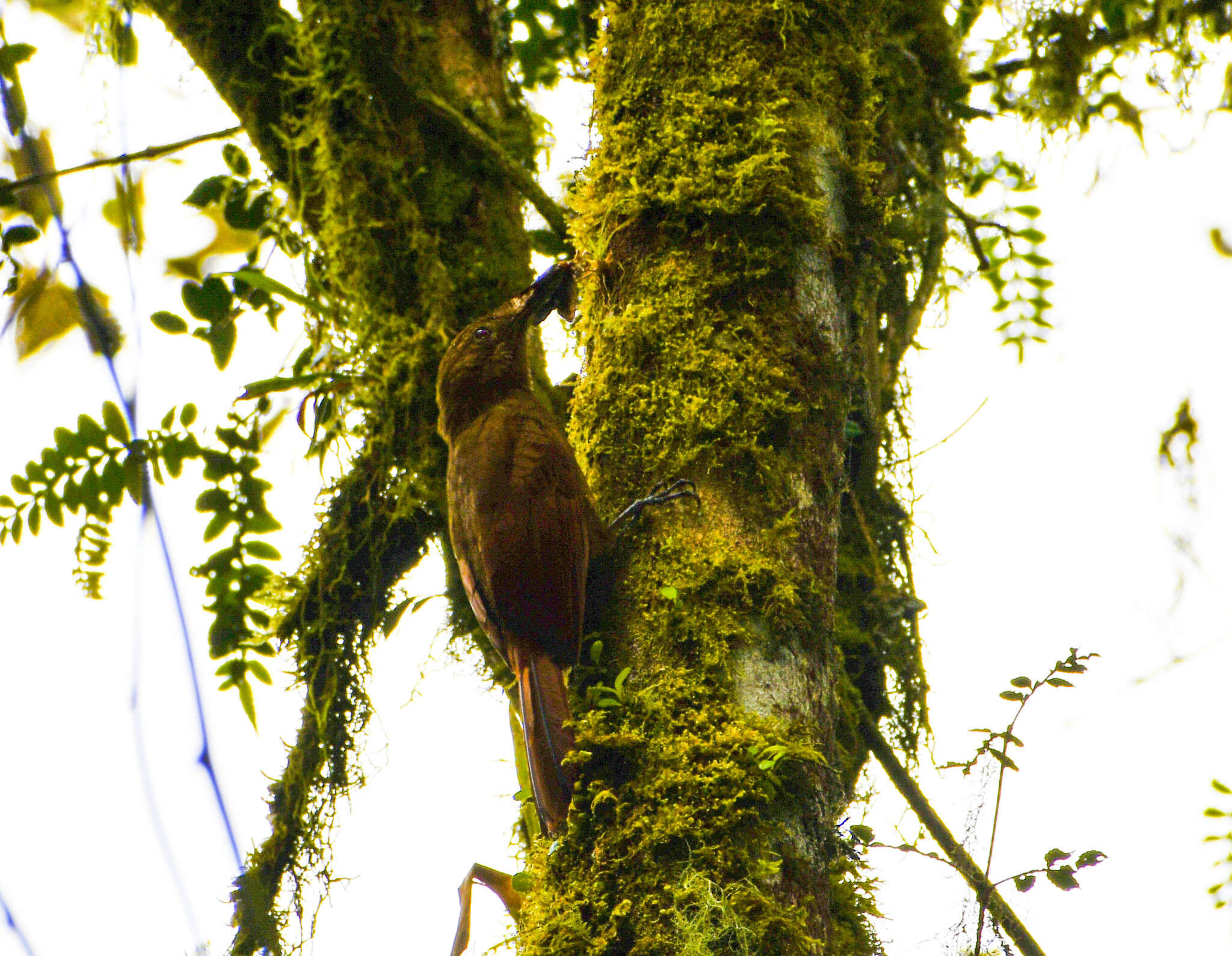 Image of Tyrannine Woodcreeper