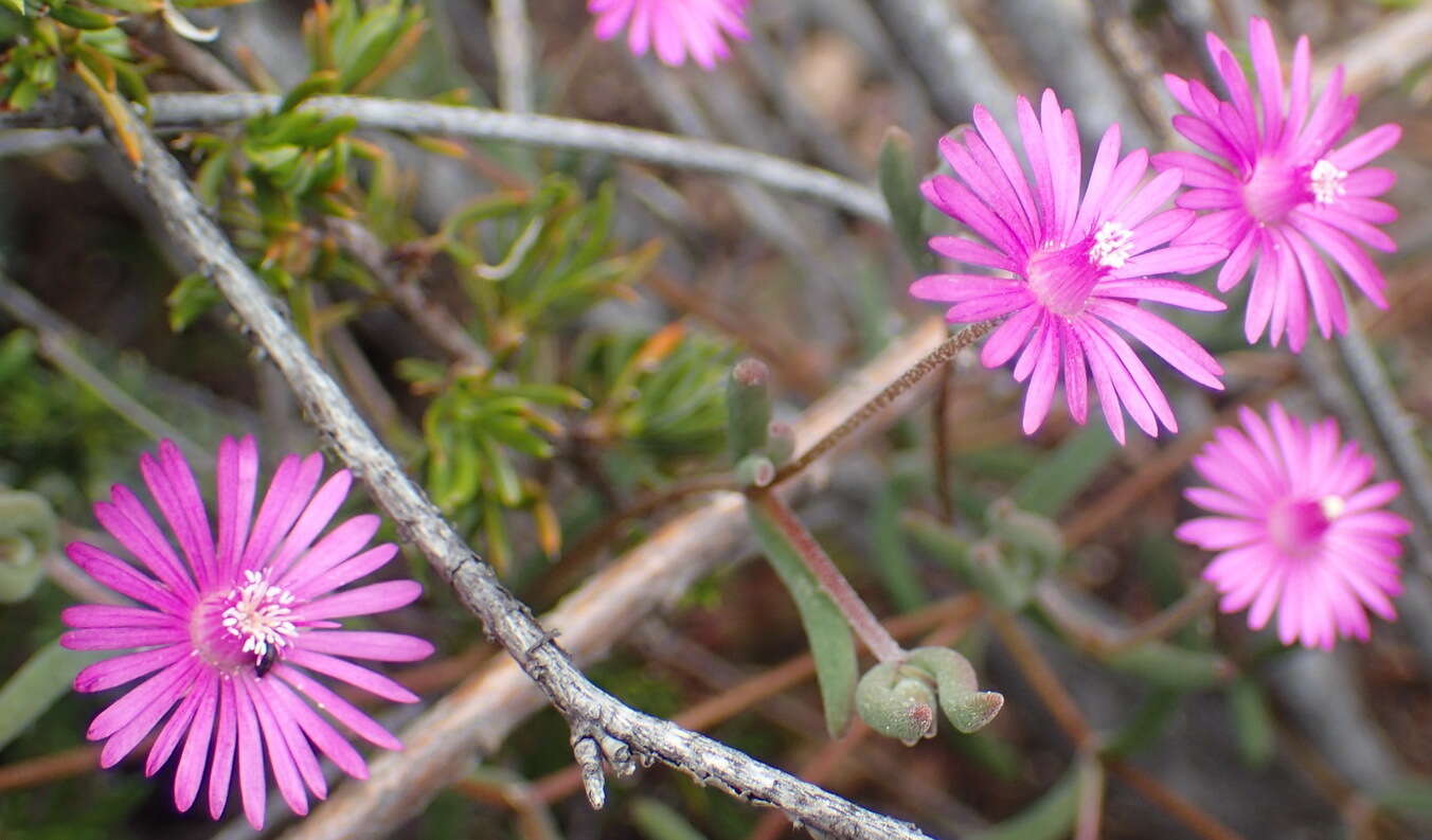 Imagem de Drosanthemum lique (N. E. Br.) Schwant.