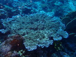 Image of Acropora abrotanoides (Lamarck 1816)