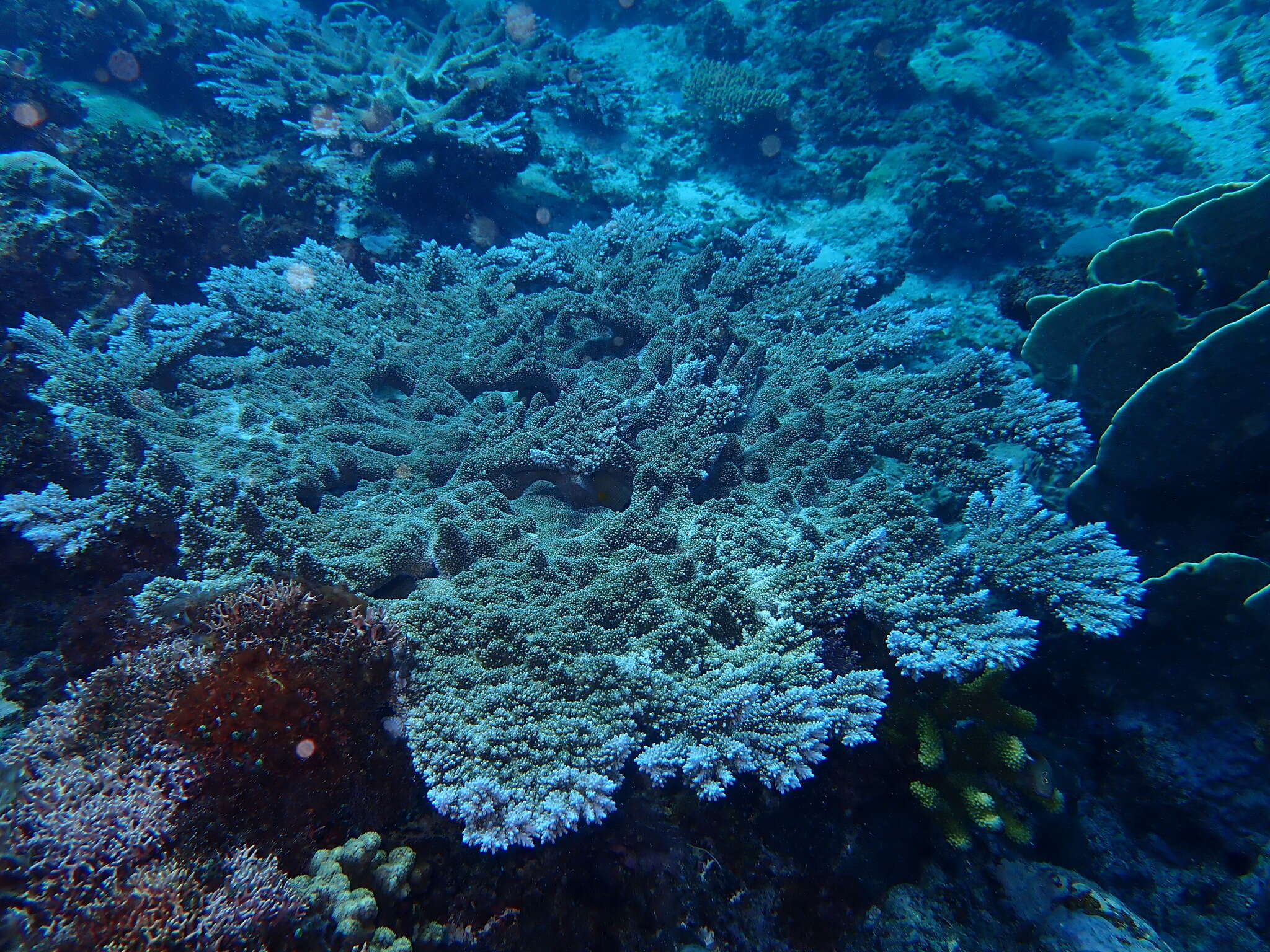 Слика од Acropora abrotanoides (Lamarck 1816)