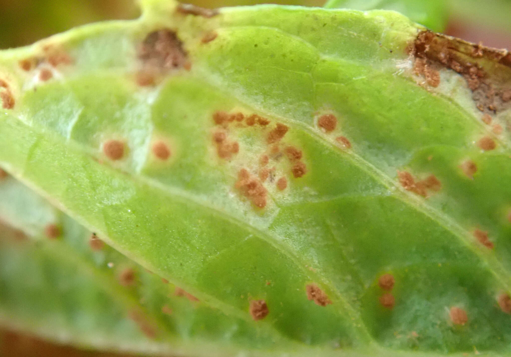 Image of Puccinia menthae Pers. 1801