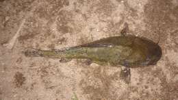 Image of Catfish