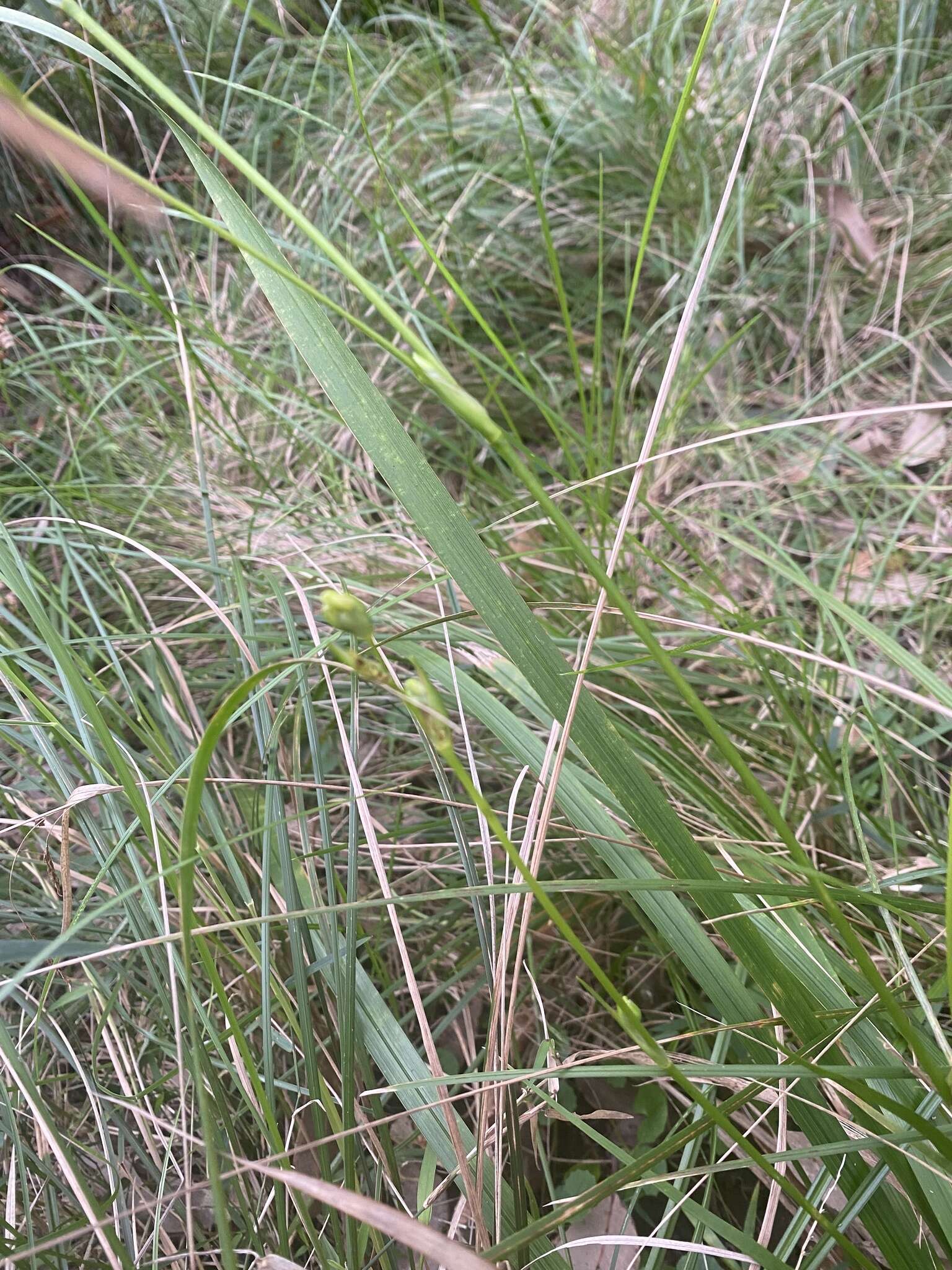 Image de Libertia paniculata (R. Br.) Spreng.