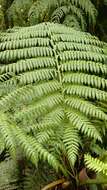 Image of Cyathea fulva (Mart. & Gal.) Fée