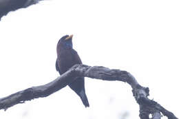 Image of Blue-throated Roller