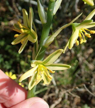 Image of Albuca suaveolens (Jacq.) J. C. Manning & Goldblatt