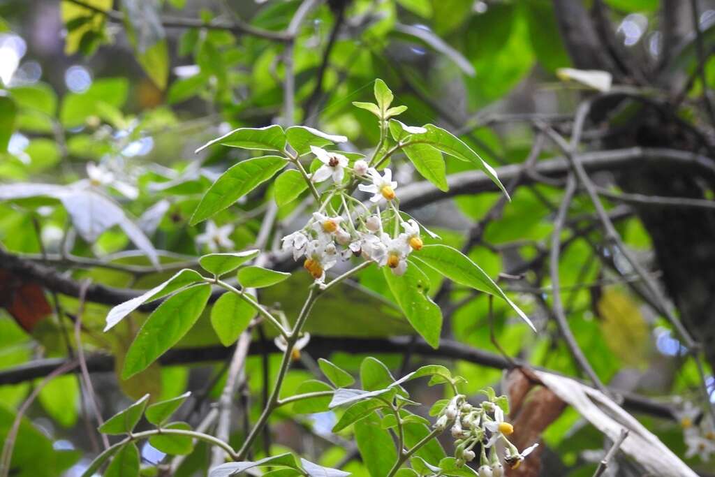 Image of Solanum tacanense Lundell