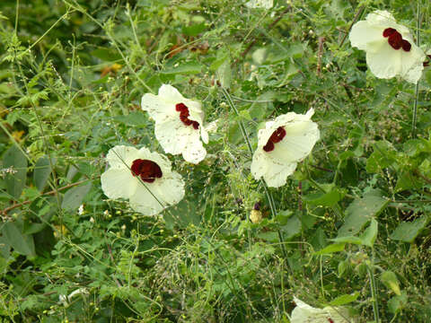 Hibiscus vitifolius L.的圖片