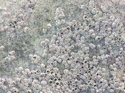 Image of New Zealand barnacle