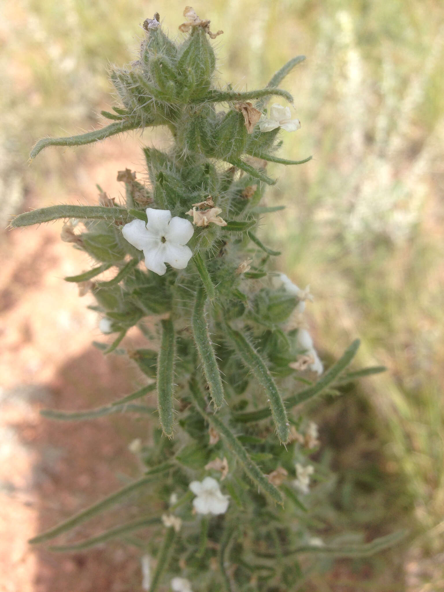 Image of miner's candle