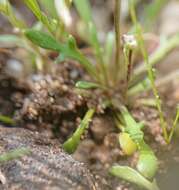 Imagem de Teesdalia coronopifolia (Bergeret ex Steud.) Thell.