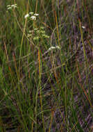 Image of bulblet-bearing water hemlock