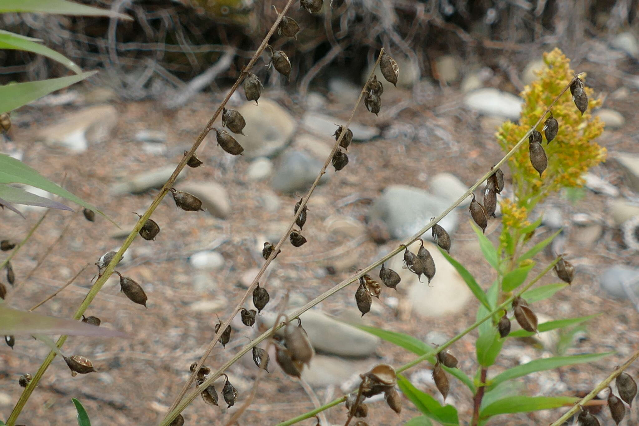 Image of elegant milkvetch