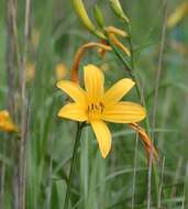Image of Hemerocallis middendorffii var. esculenta (Koidz.) Ohwi