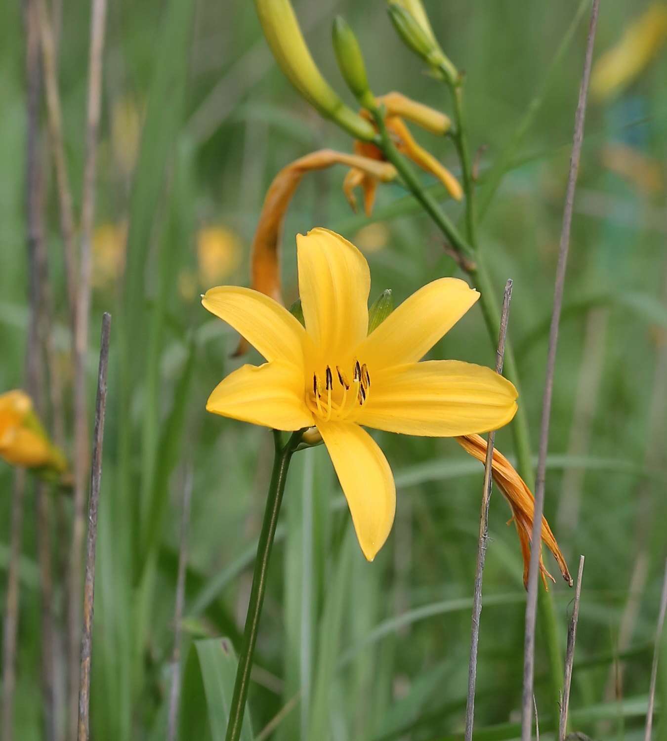 Image of Hemerocallis middendorffii var. esculenta (Koidz.) Ohwi
