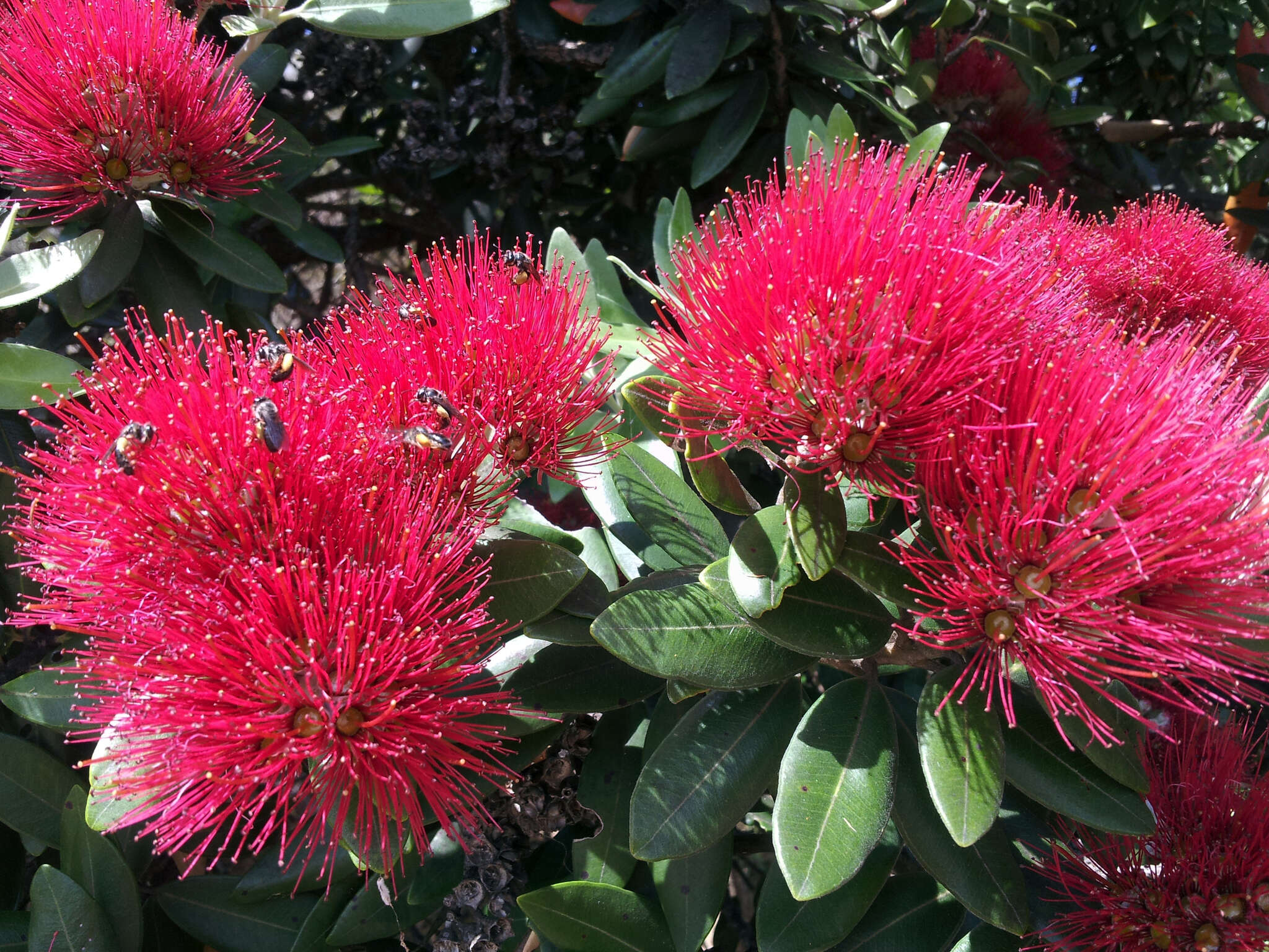 Image of Pohutukawa