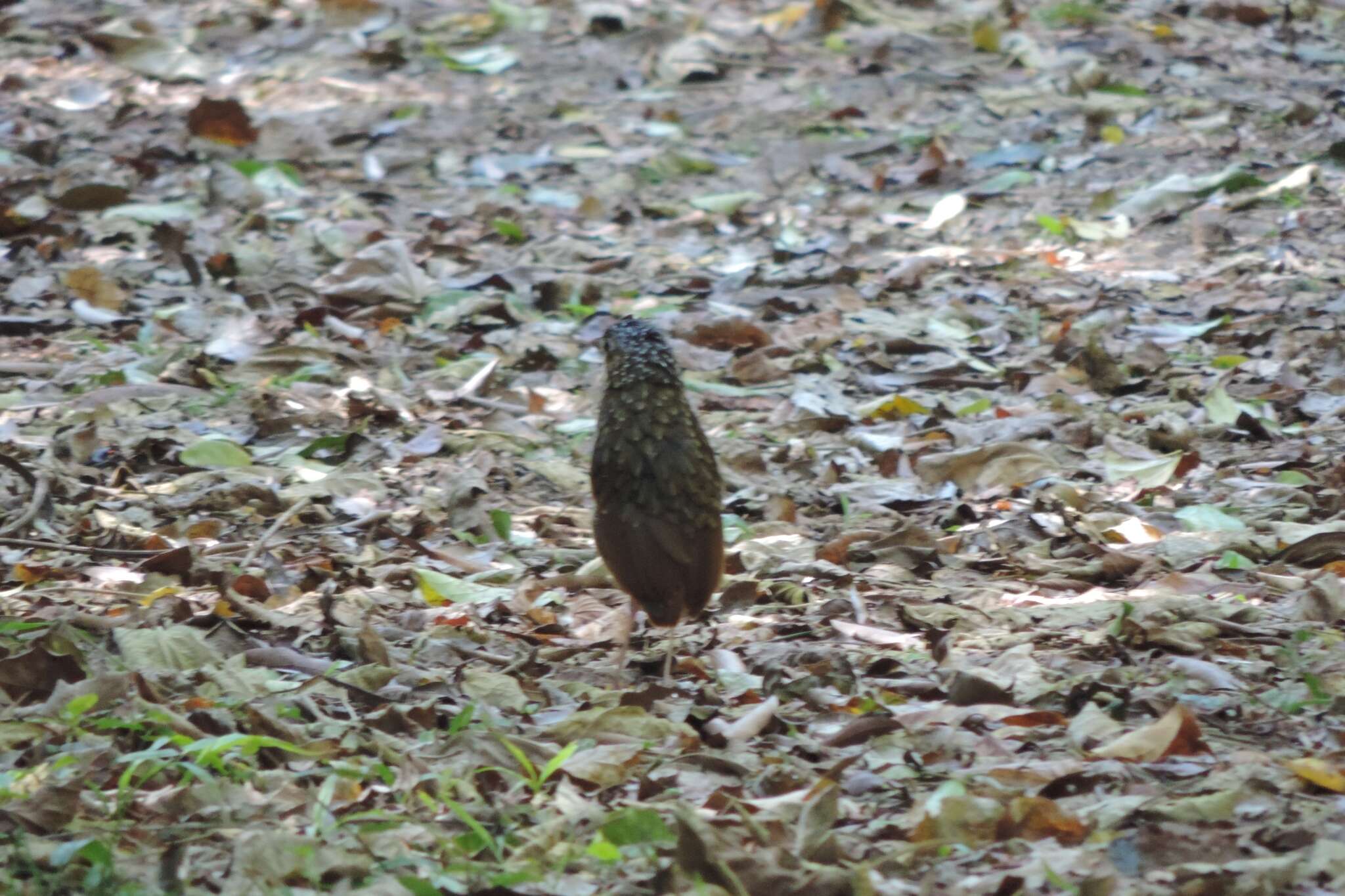 Image of Variegated Antpitta