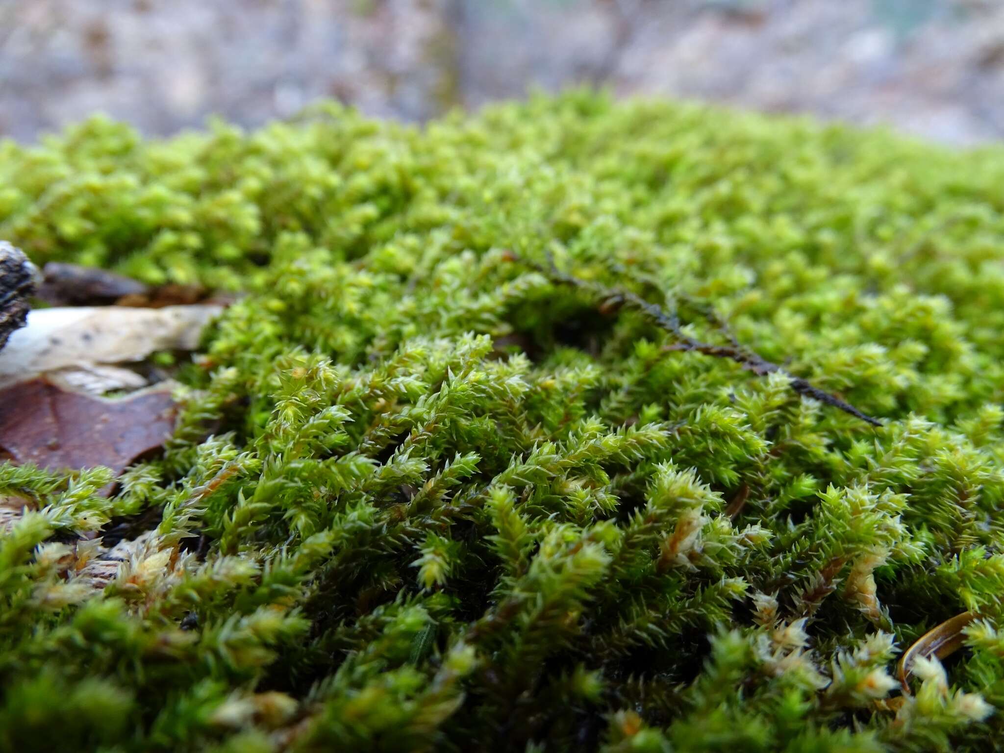 Image of Ciliate Hedwigia Moss