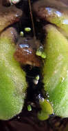 Image of Wolffia australiana (Benth.) Hartog & Plas