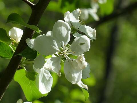 Image of Crab Apple