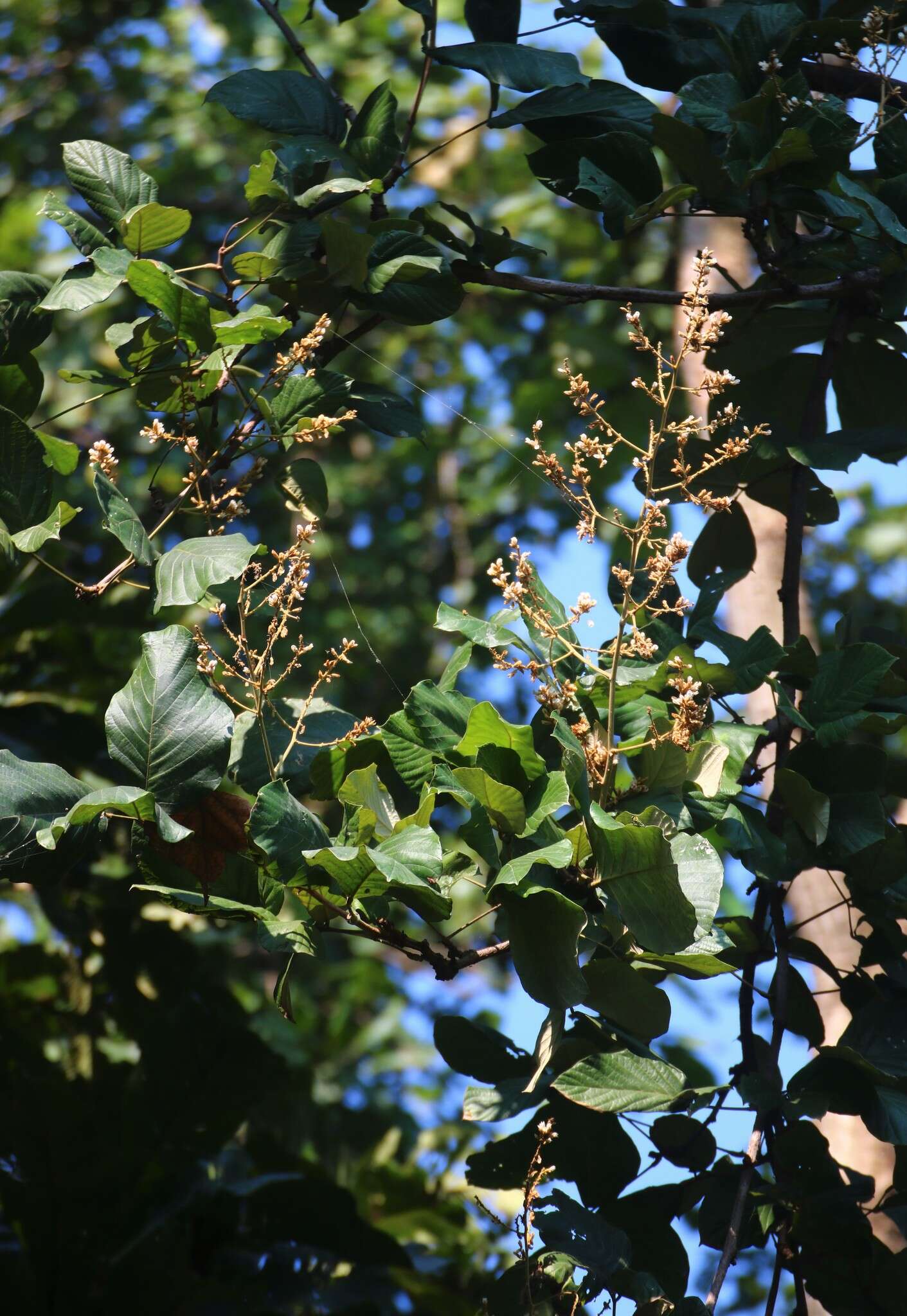 Image of Spatholobus parviflorus (DC.) Kuntze