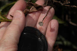 Image de Dendrophorbium usgorense (Cuatrec.) C. Jeffrey