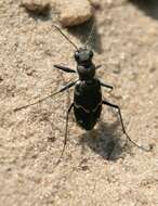 Image of Heath tiger beetle