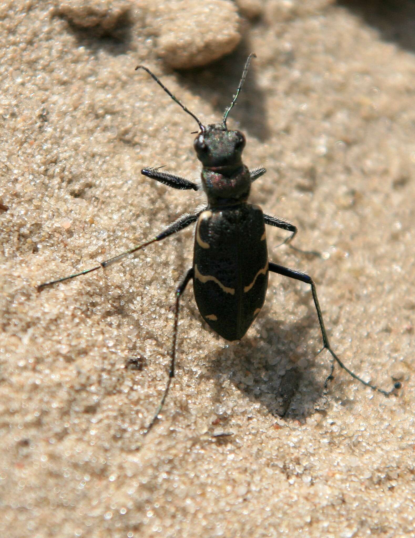 Image of Heath tiger beetle