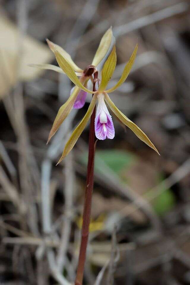 Nervilia plicata (Andrews) Schltr.的圖片