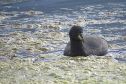 Image of Horned Coot