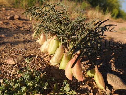 Image of halfmoon milkvetch