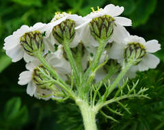 صورة Achillea clusiana Tausch